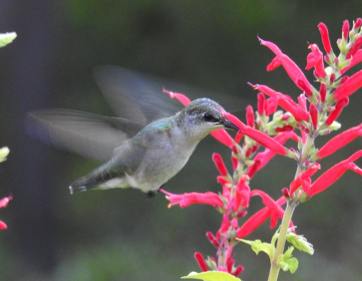 Ruby-throated Hummingbird - ML642911757
