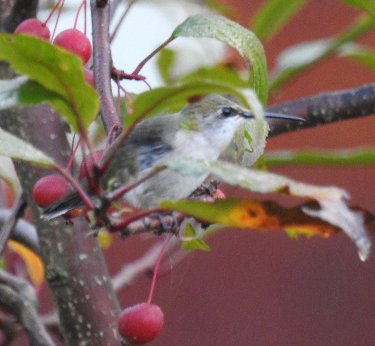 Ruby-throated Hummingbird - ML642911758