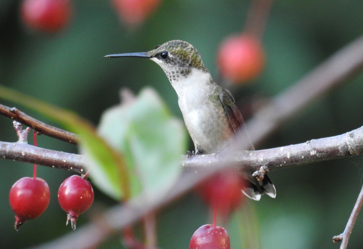 Ruby-throated Hummingbird - ML642911759