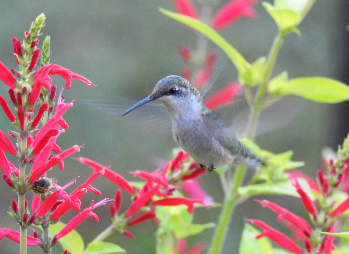 Ruby-throated Hummingbird - ML642911760