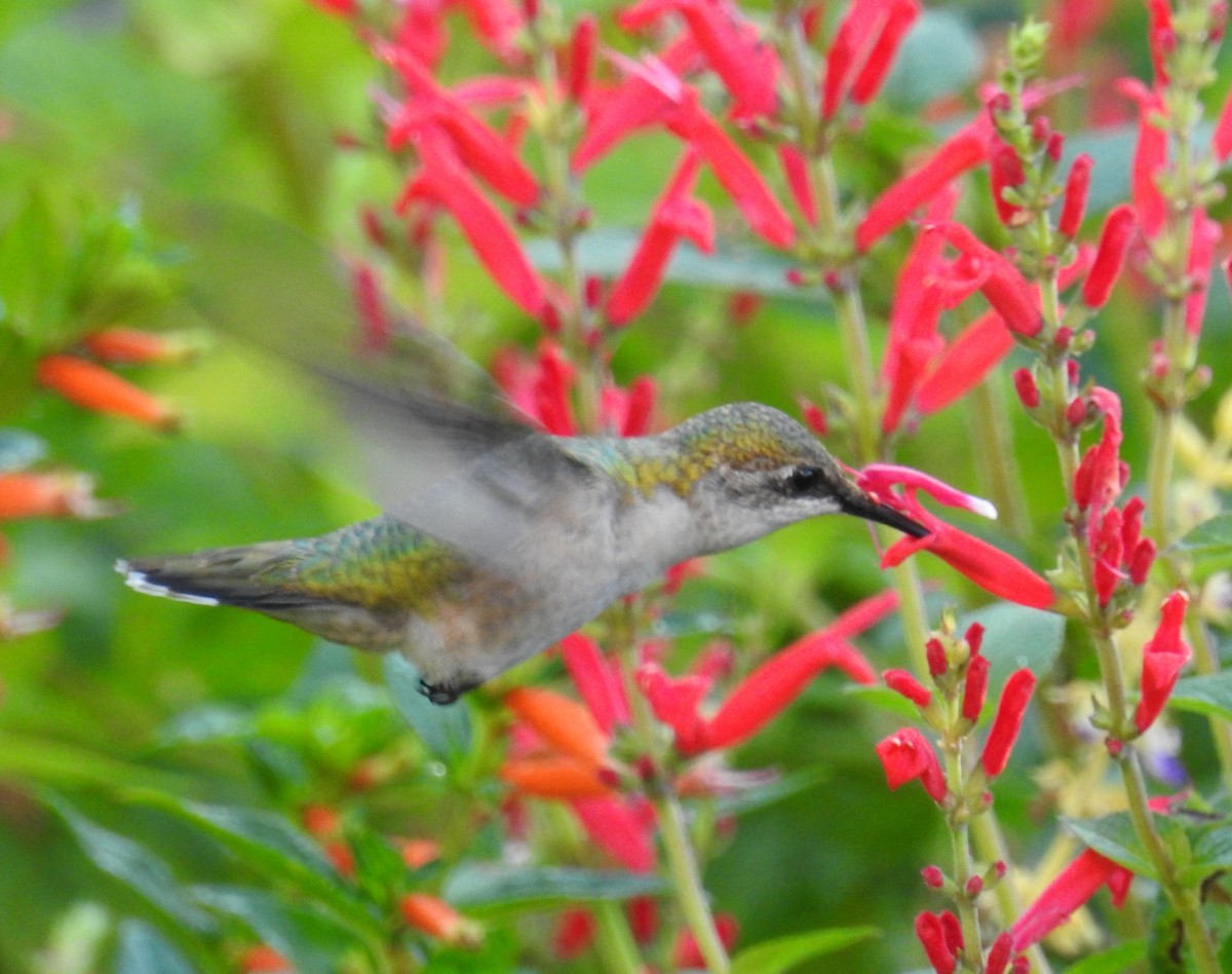 Ruby-throated Hummingbird - ML642911761