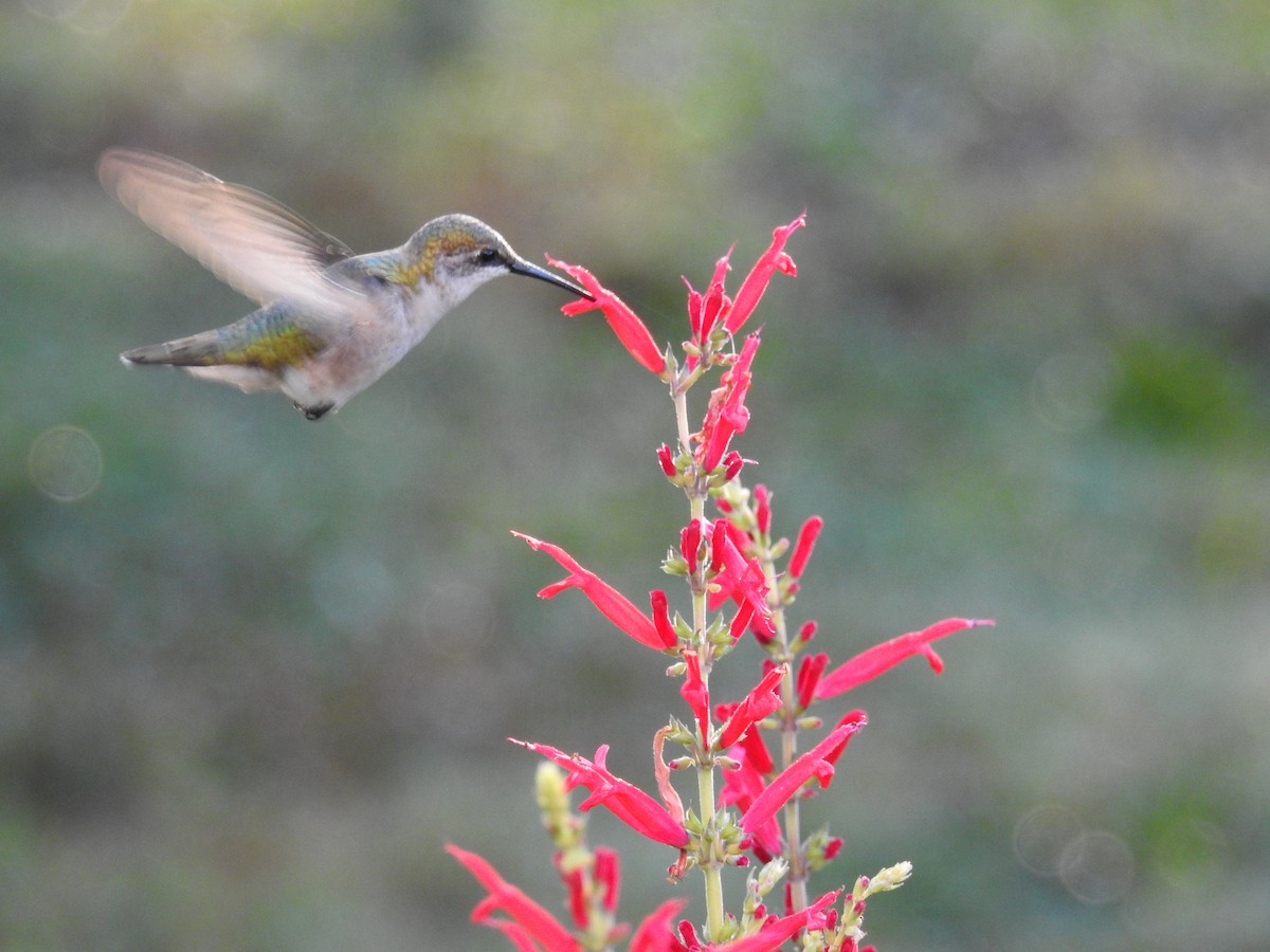 Ruby-throated Hummingbird - ML642911762