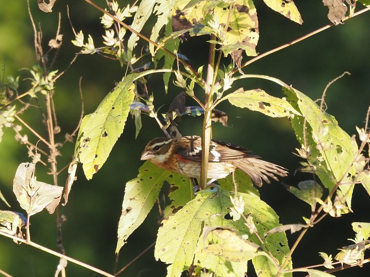 Rose-breasted Grosbeak - ML642911788
