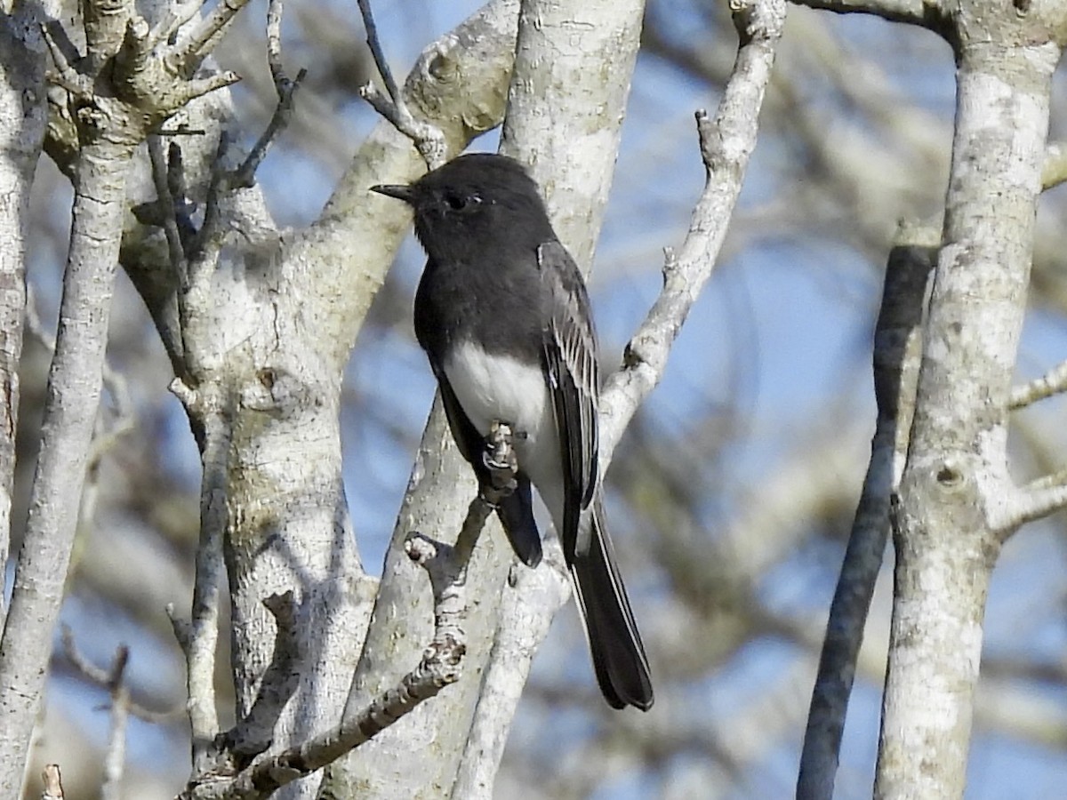 Black Phoebe - ML642911796