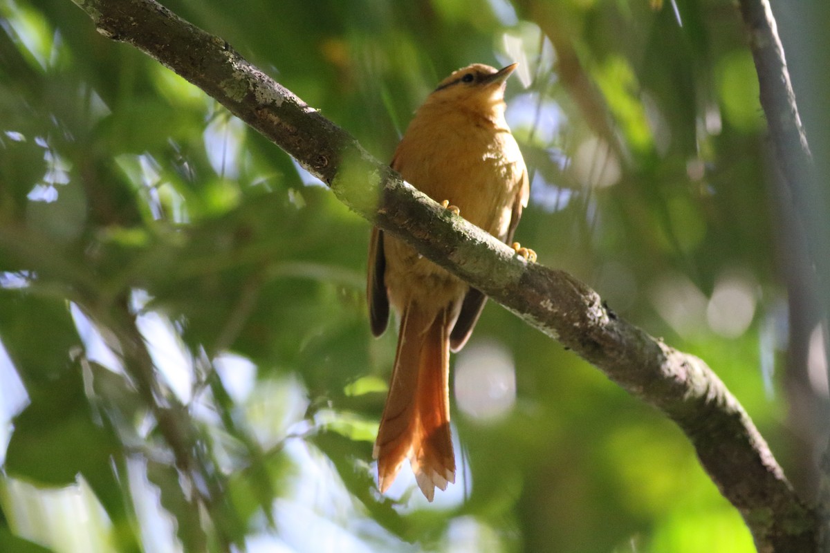 Buff-fronted Foliage-gleaner - ML642911798