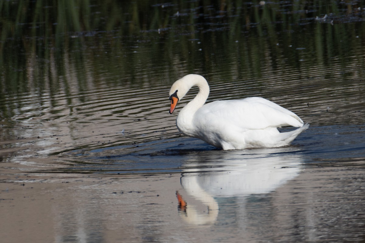 Cigno reale - ML642911810