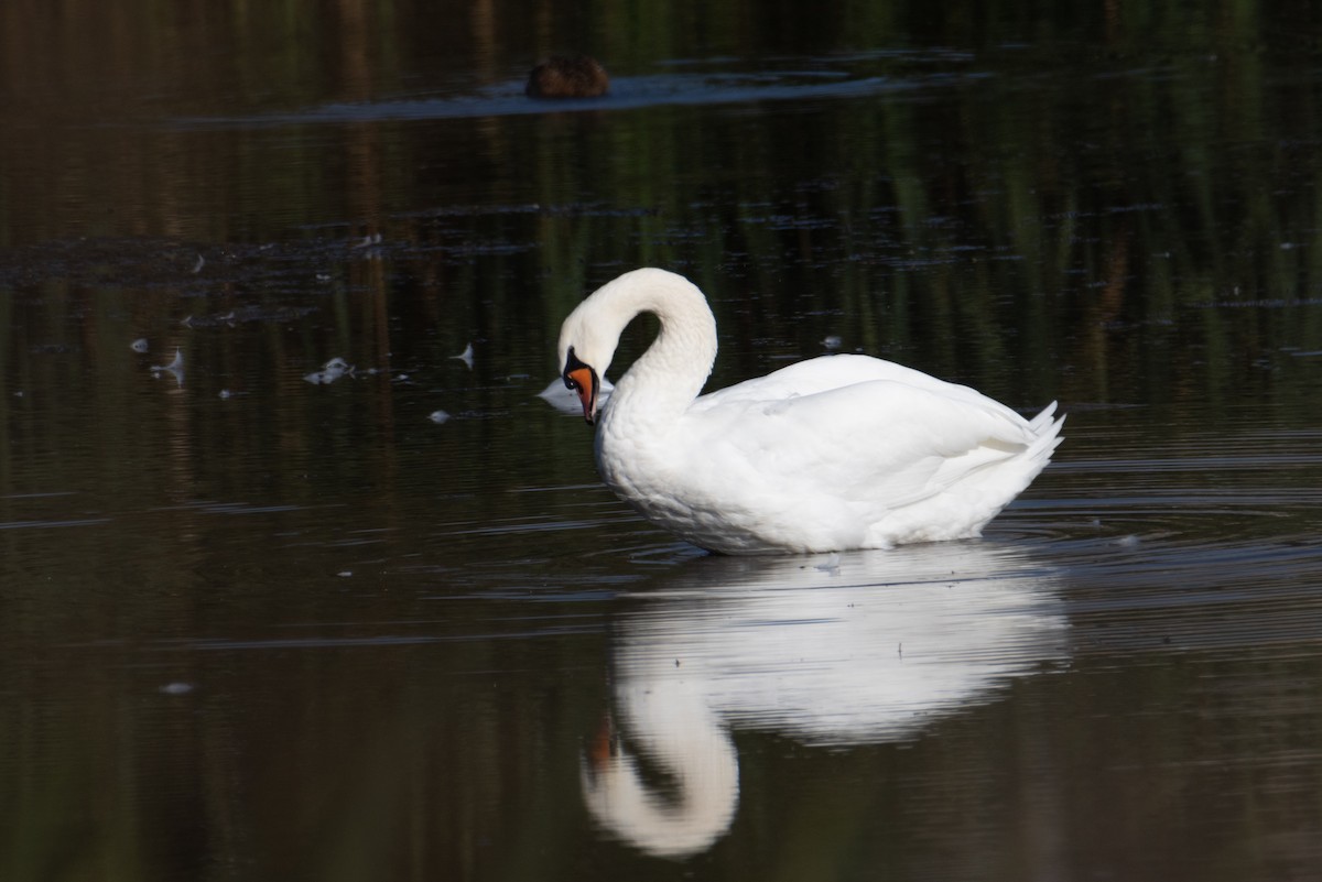 Cigno reale - ML642911811