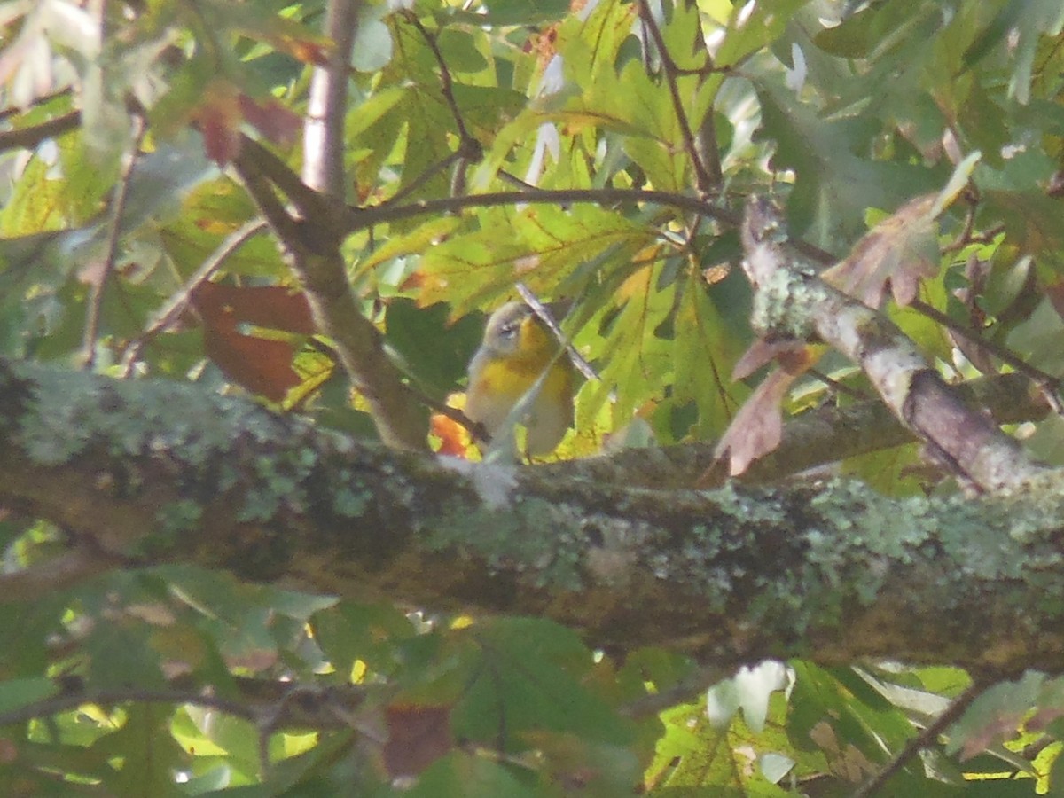 Northern Parula - ML642911818