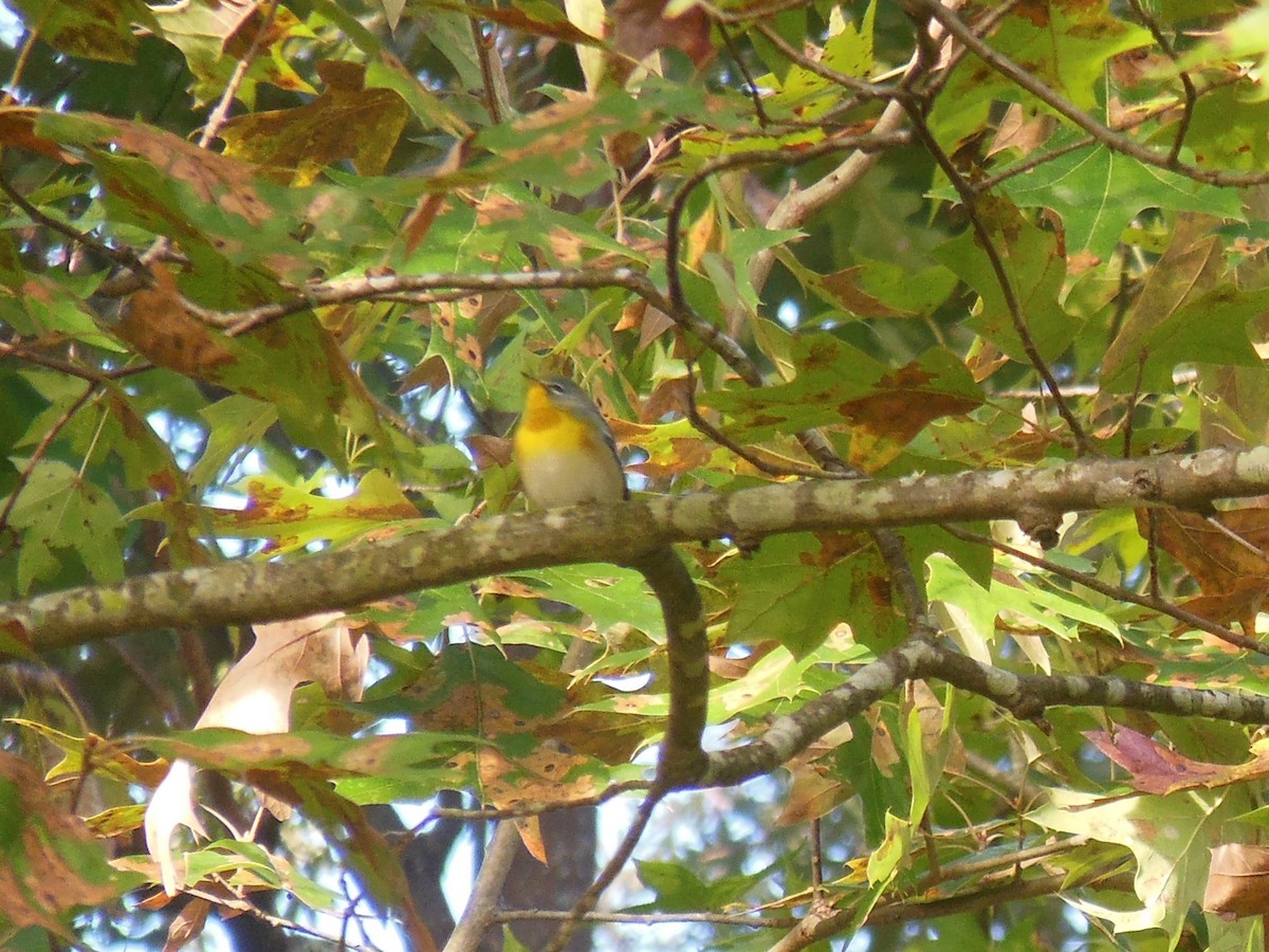 Northern Parula - ML642911819