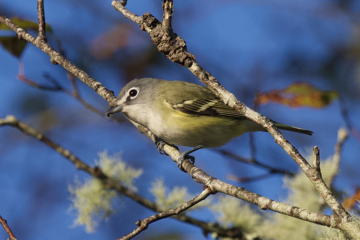 Blue-headed Vireo - ML642911826