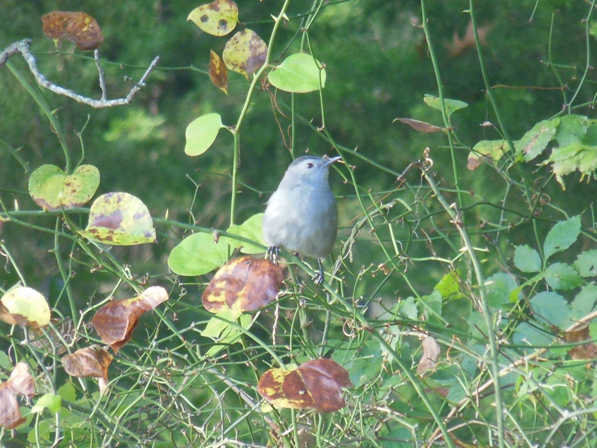 Gray Catbird - ML642911834
