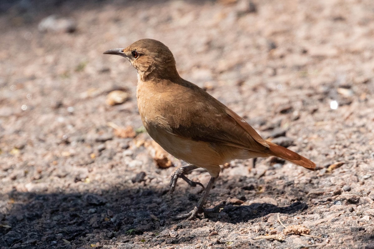 Rufous Hornero - ML642911848