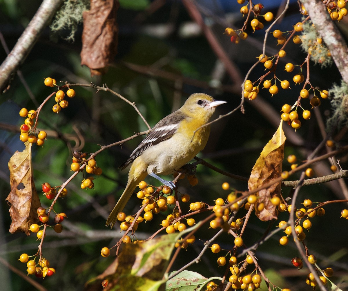 Baltimore Oriole - ML642911850