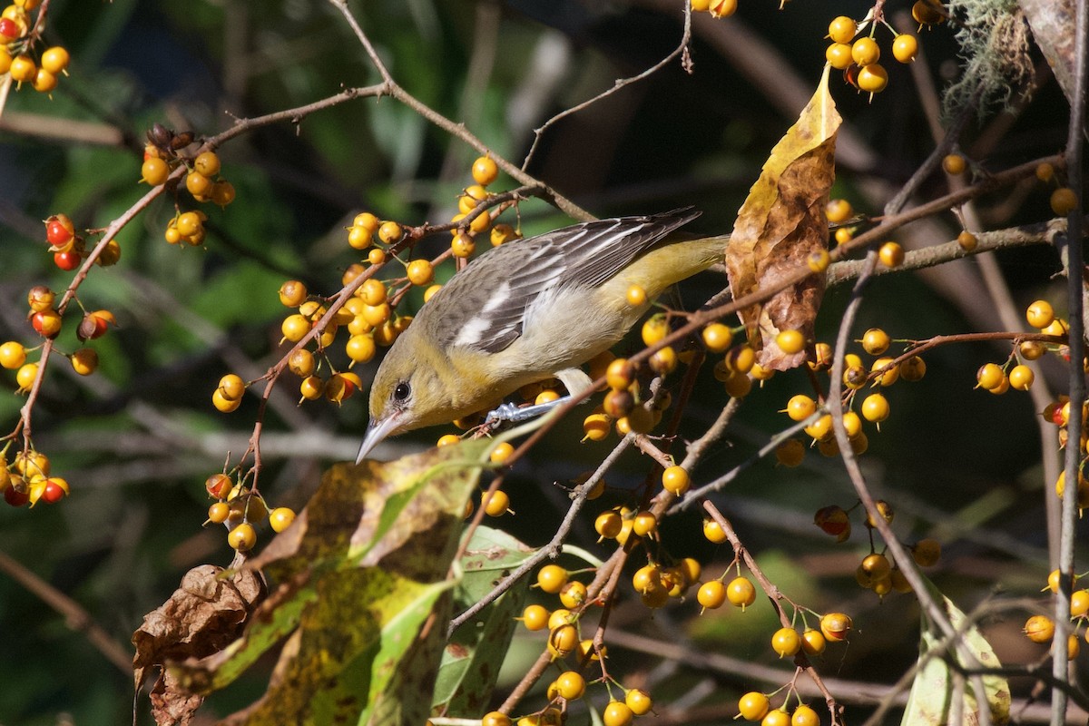 Baltimore Oriole - ML642911851