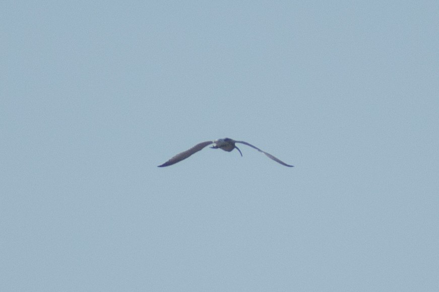 Eurasian Curlew - ML642911874