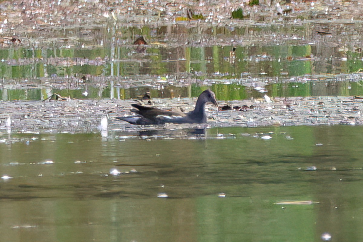 Common Gallinule - ML642911912