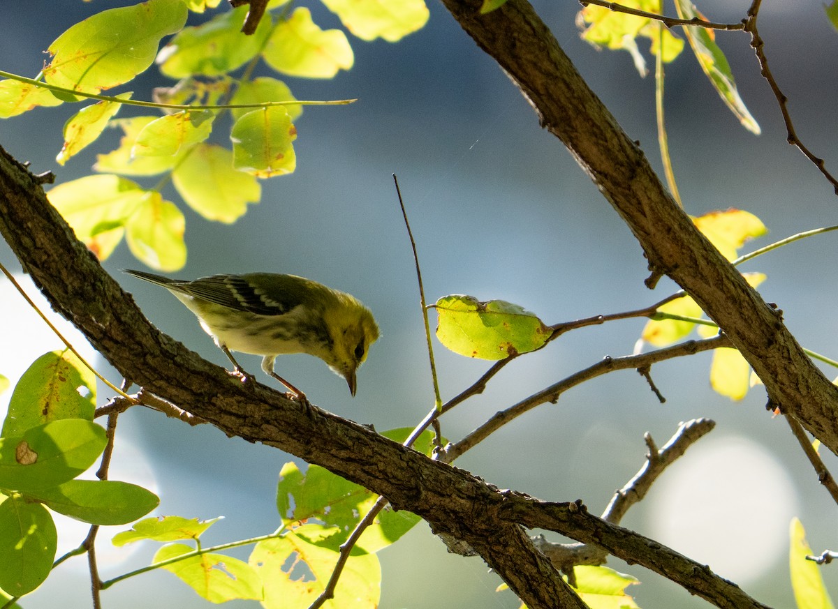 new world warbler sp. - ML642911913
