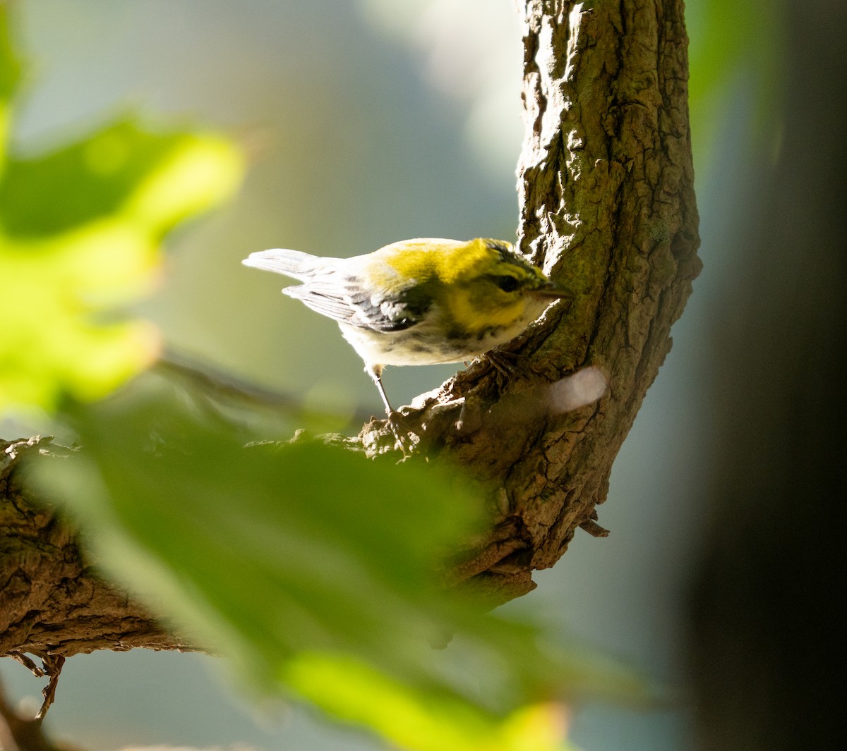 new world warbler sp. - ML642911914