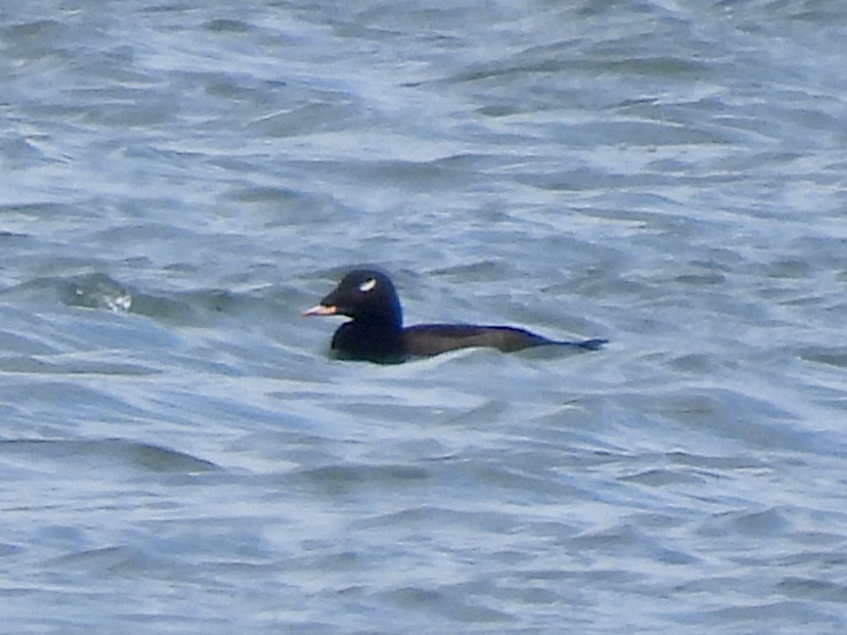 White-winged Scoter - ML642911916