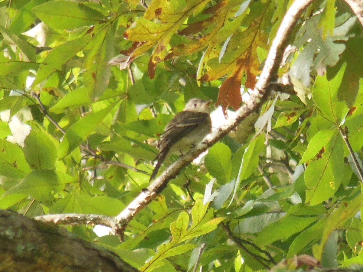 Eastern Wood-Pewee - ML642911921