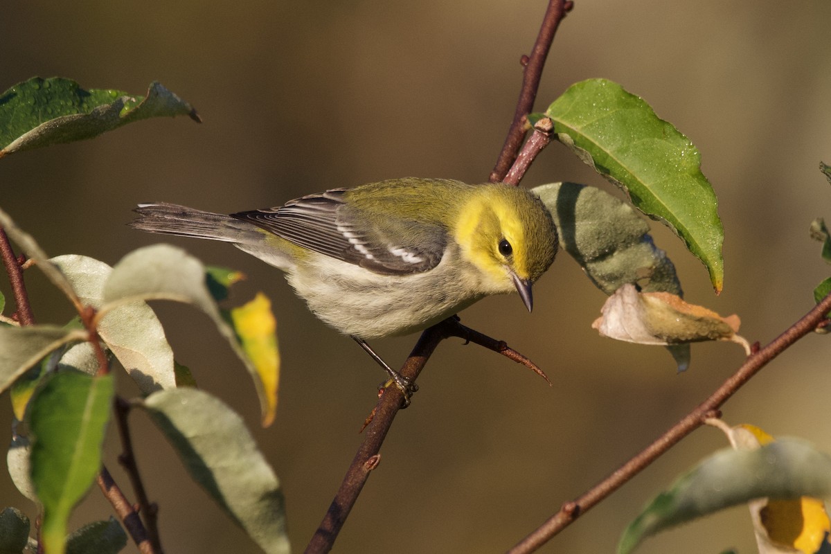 Black-throated Green Warbler - ML642911932