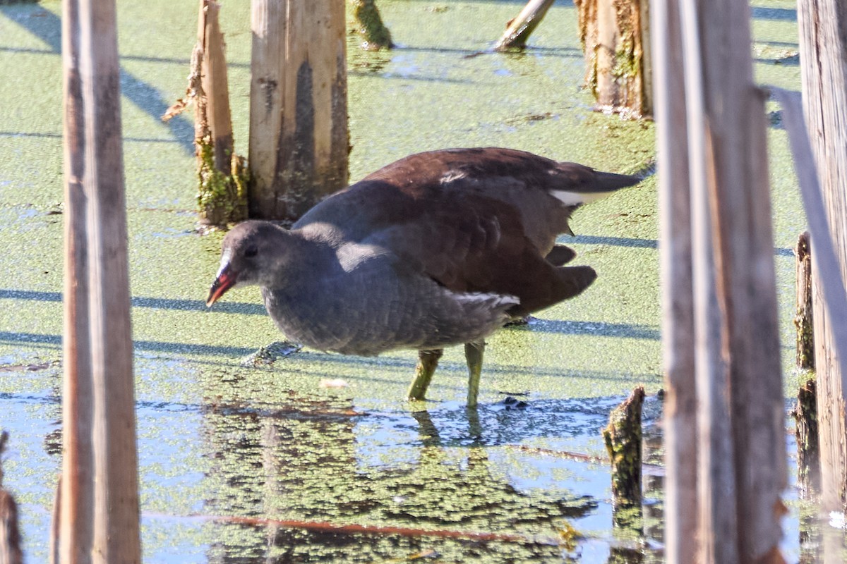 Common Gallinule - ML642911934