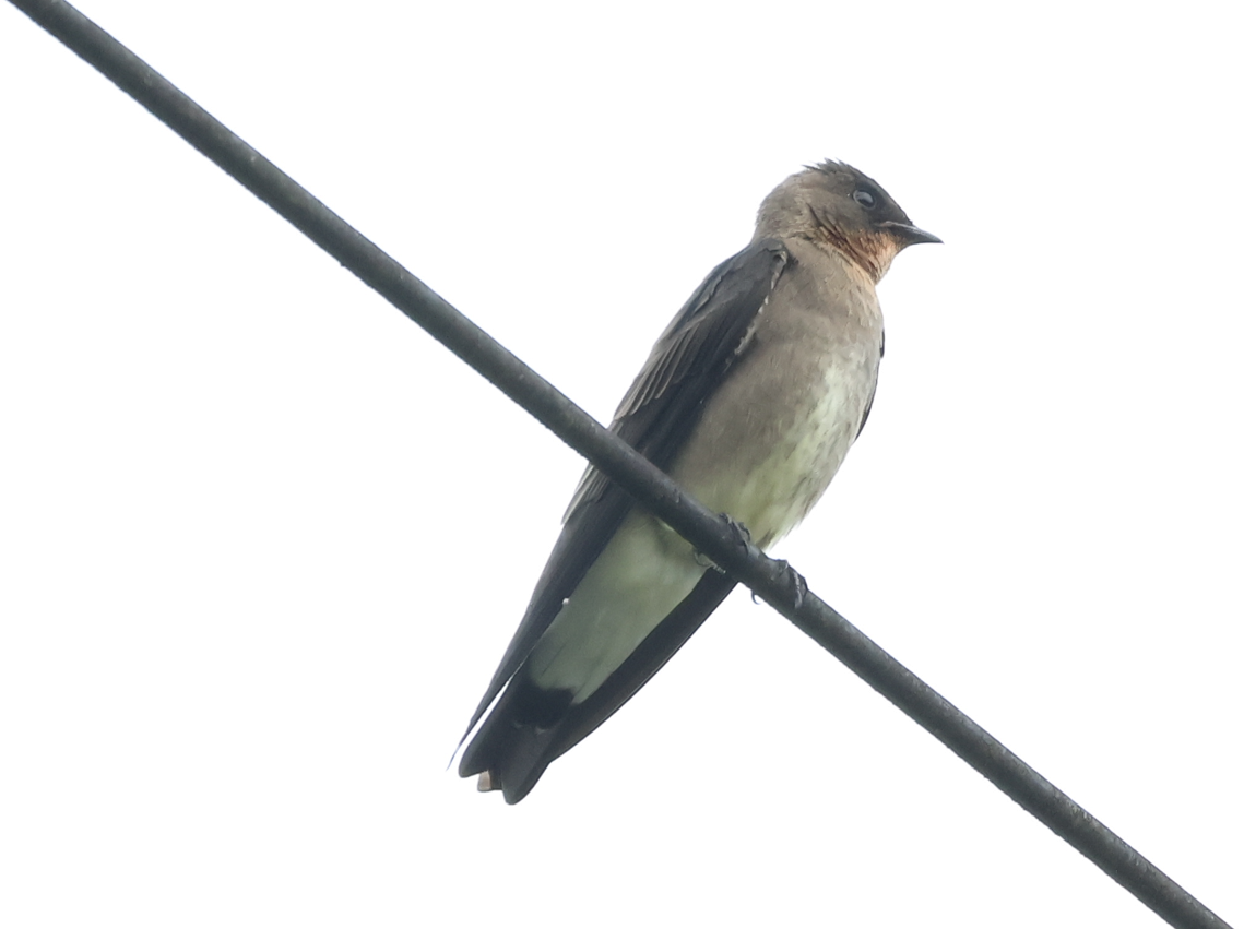 Southern Rough-winged Swallow - ML642911941