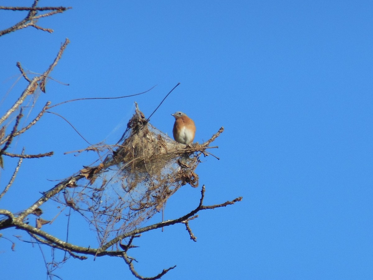 Eastern Bluebird - ML642911947