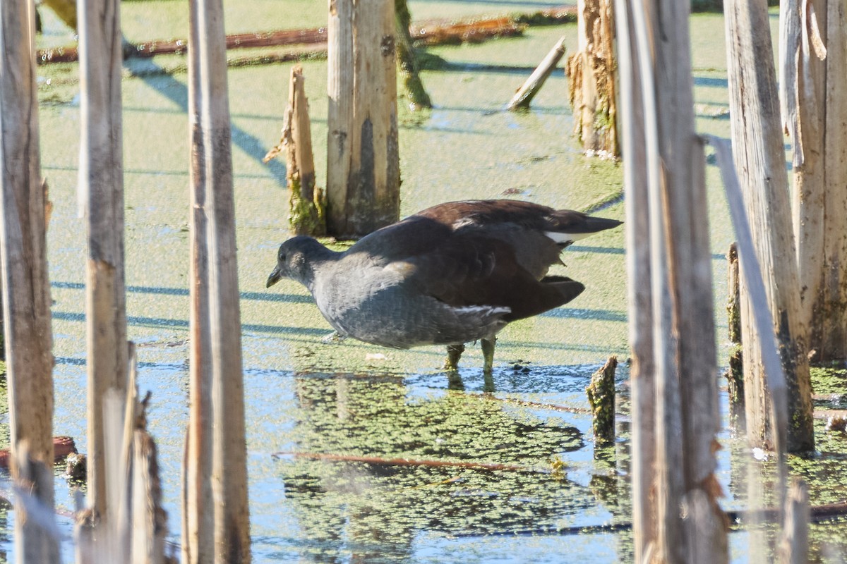 Common Gallinule - ML642911948