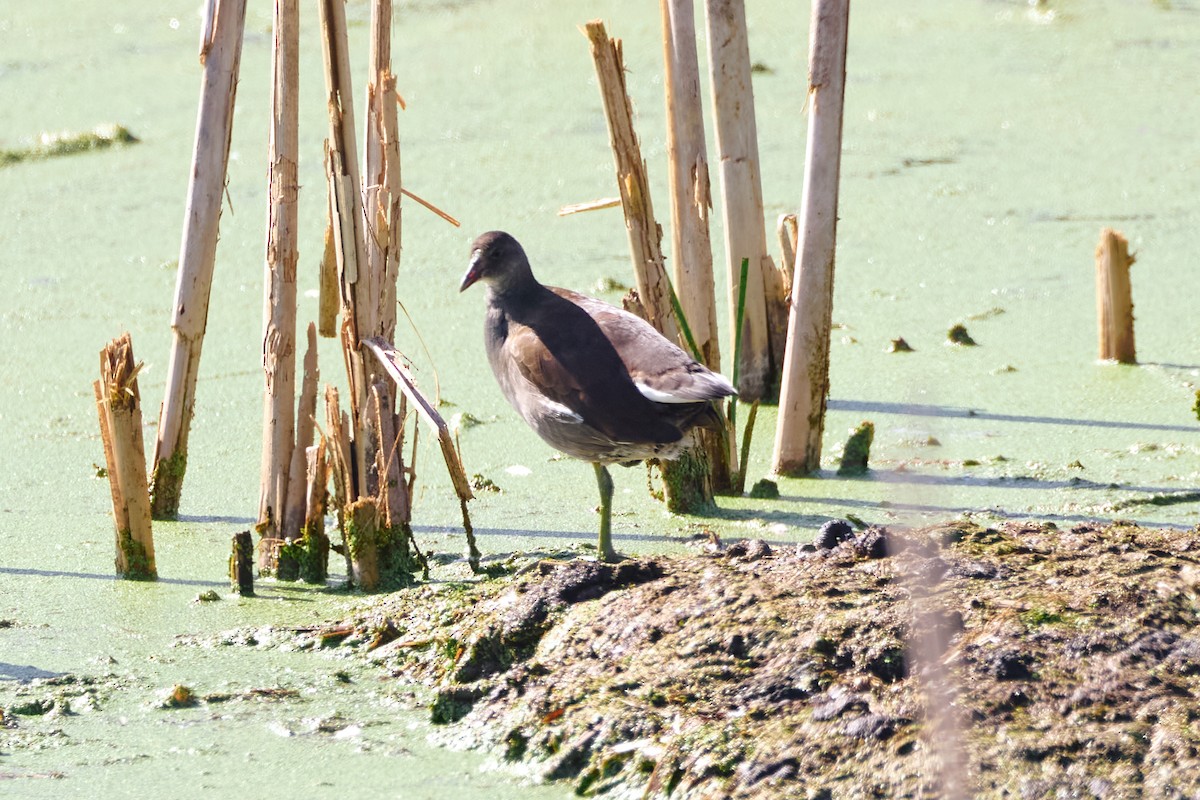 Common Gallinule - ML642911950