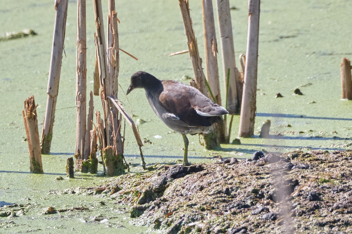 Common Gallinule - ML642911952