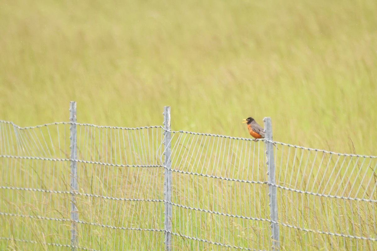 American Robin - ML642911953