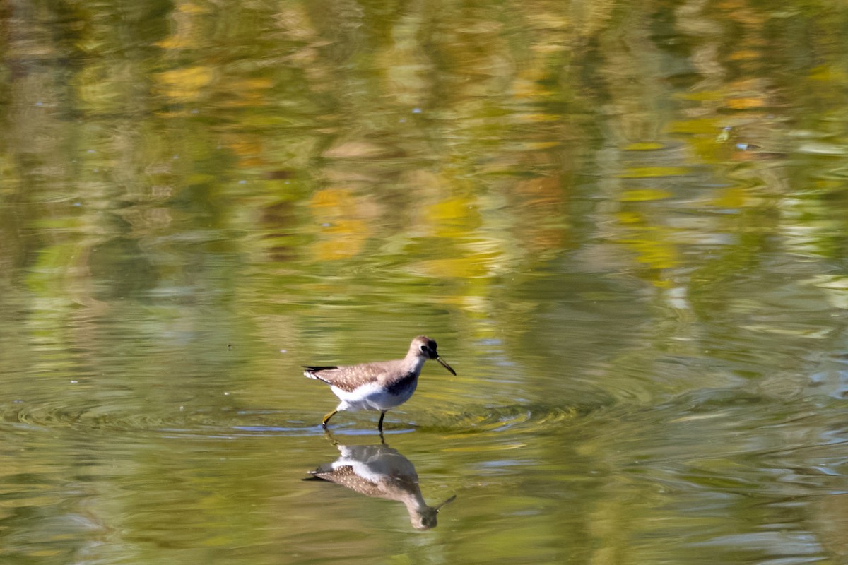 Solitary Sandpiper - ML642911963