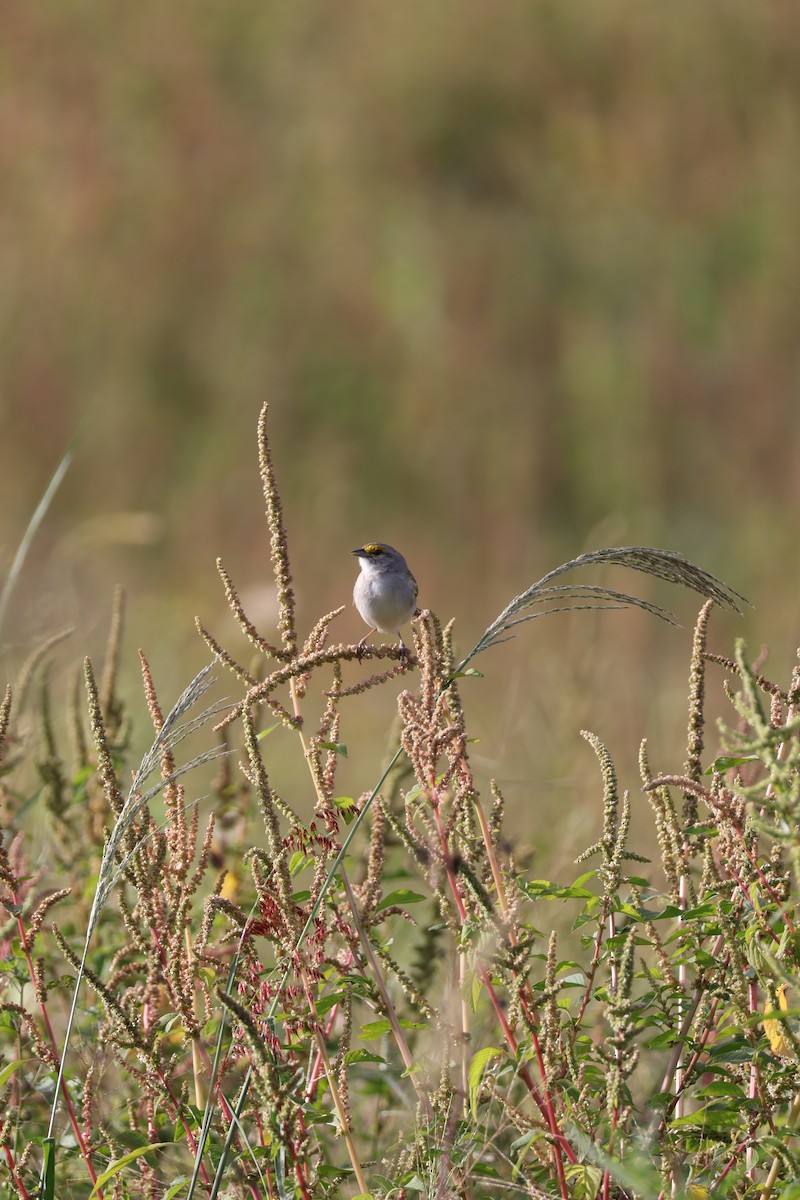 Yellow-browed Sparrow - ML642911967