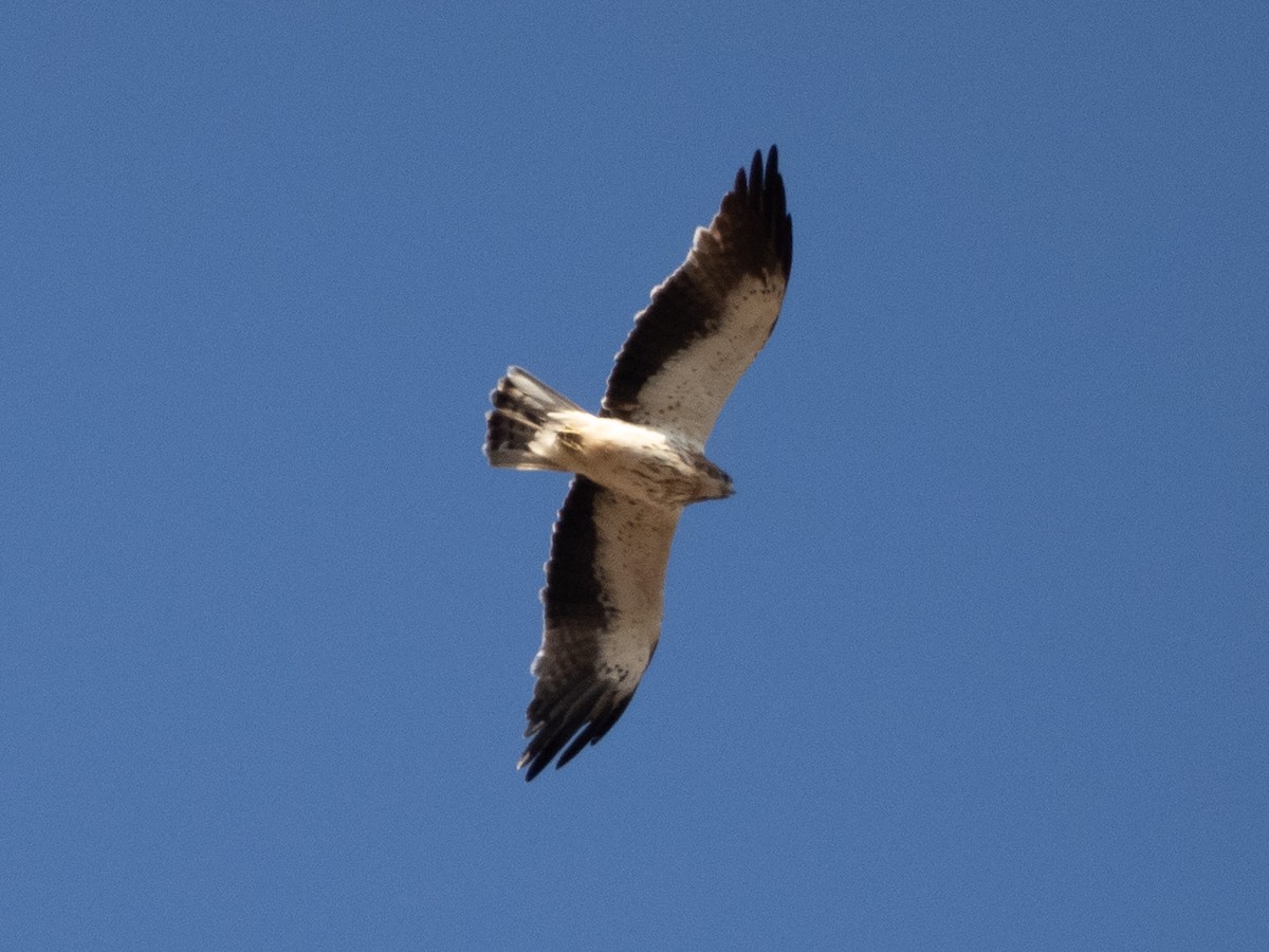 Aquila minore - ML642911974