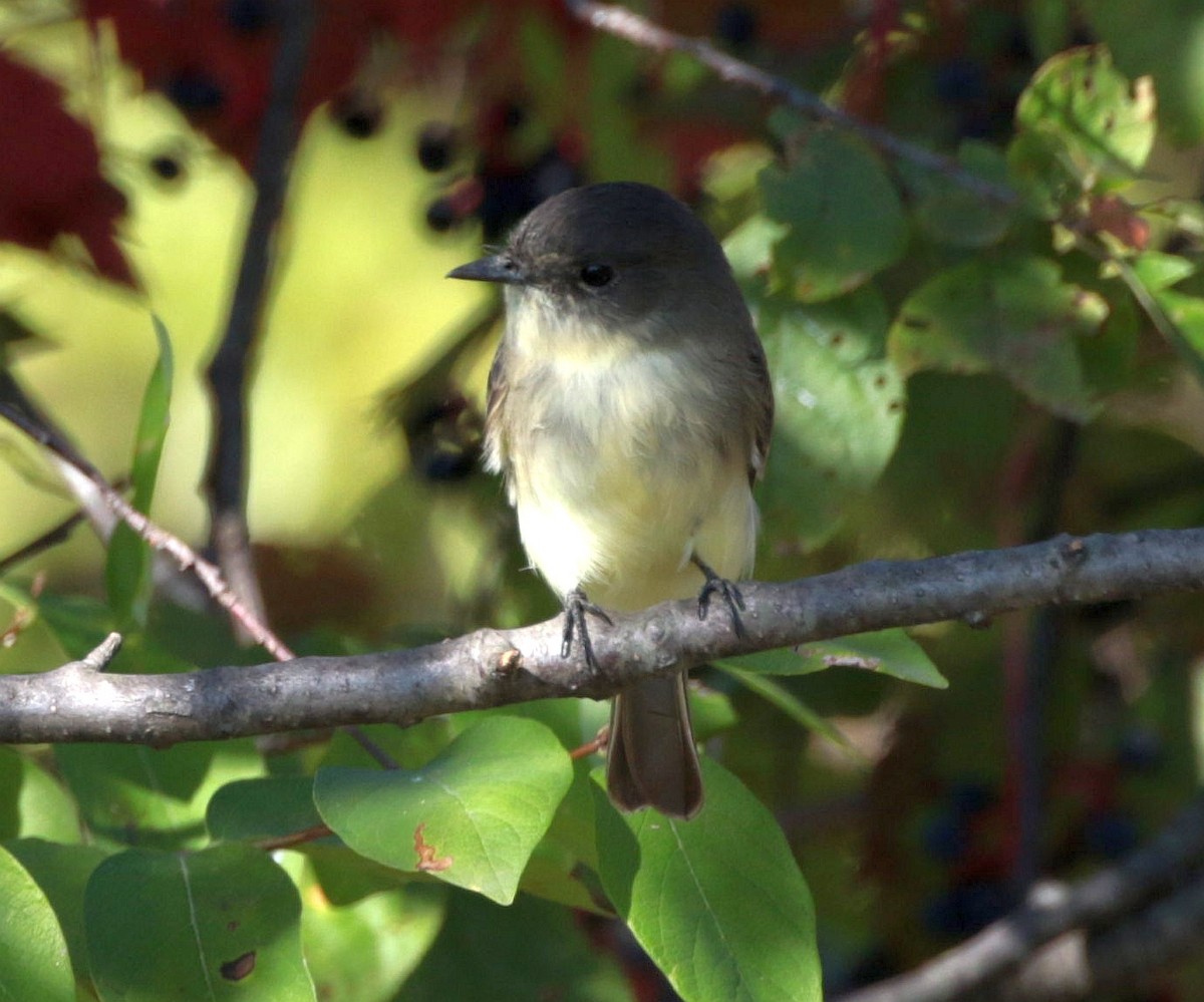Eastern Phoebe - ML642911976