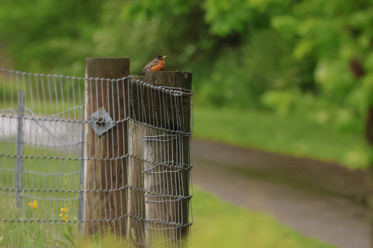American Robin - ML642911978