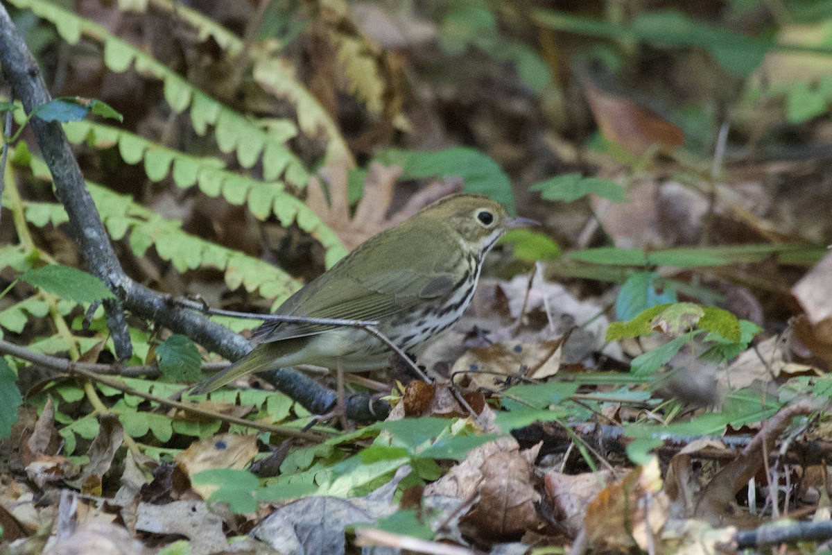Ovenbird - ML642911983