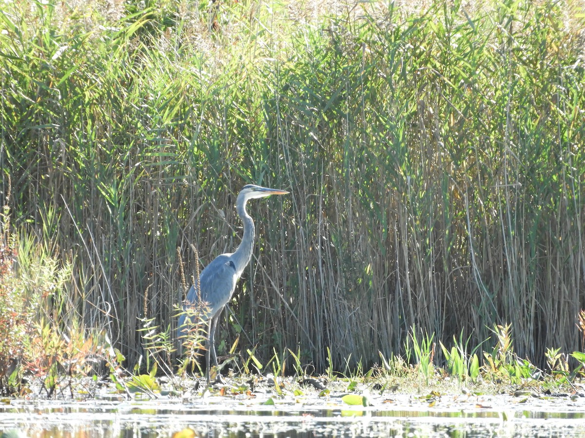 Great Blue Heron - ML642911988