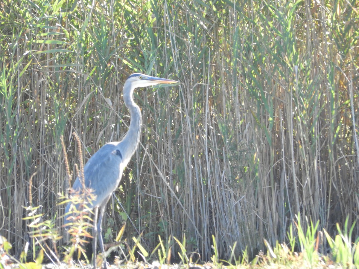 Great Blue Heron - ML642911989