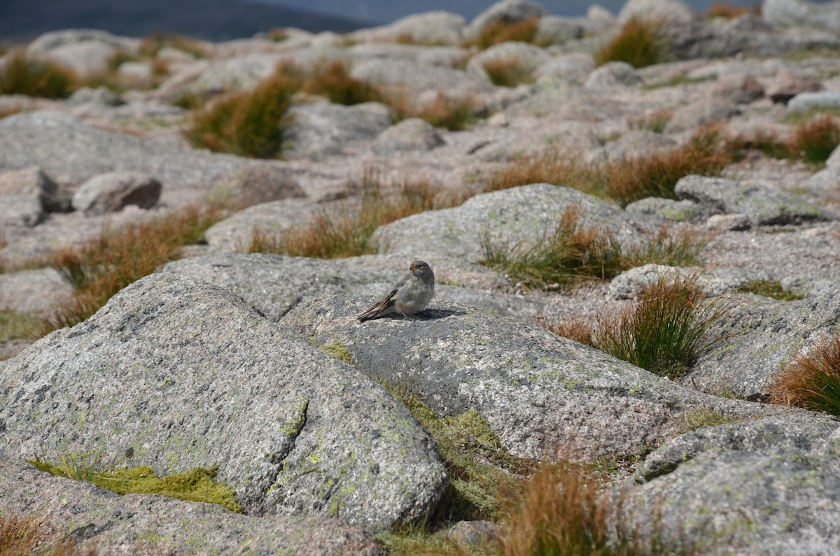 Snow Bunting - ML642911991