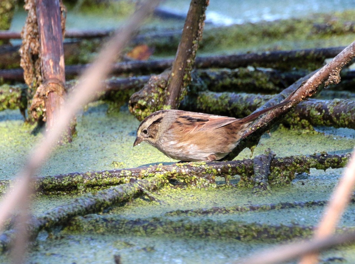 Swamp Sparrow - ML642911992