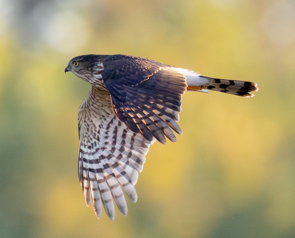 Sharp-shinned Hawk - ML642911995