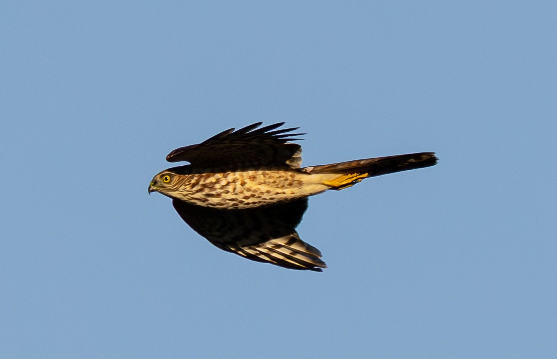 Sharp-shinned Hawk - ML642912000