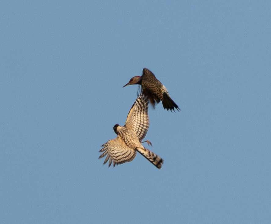 Sharp-shinned Hawk - ML642912003