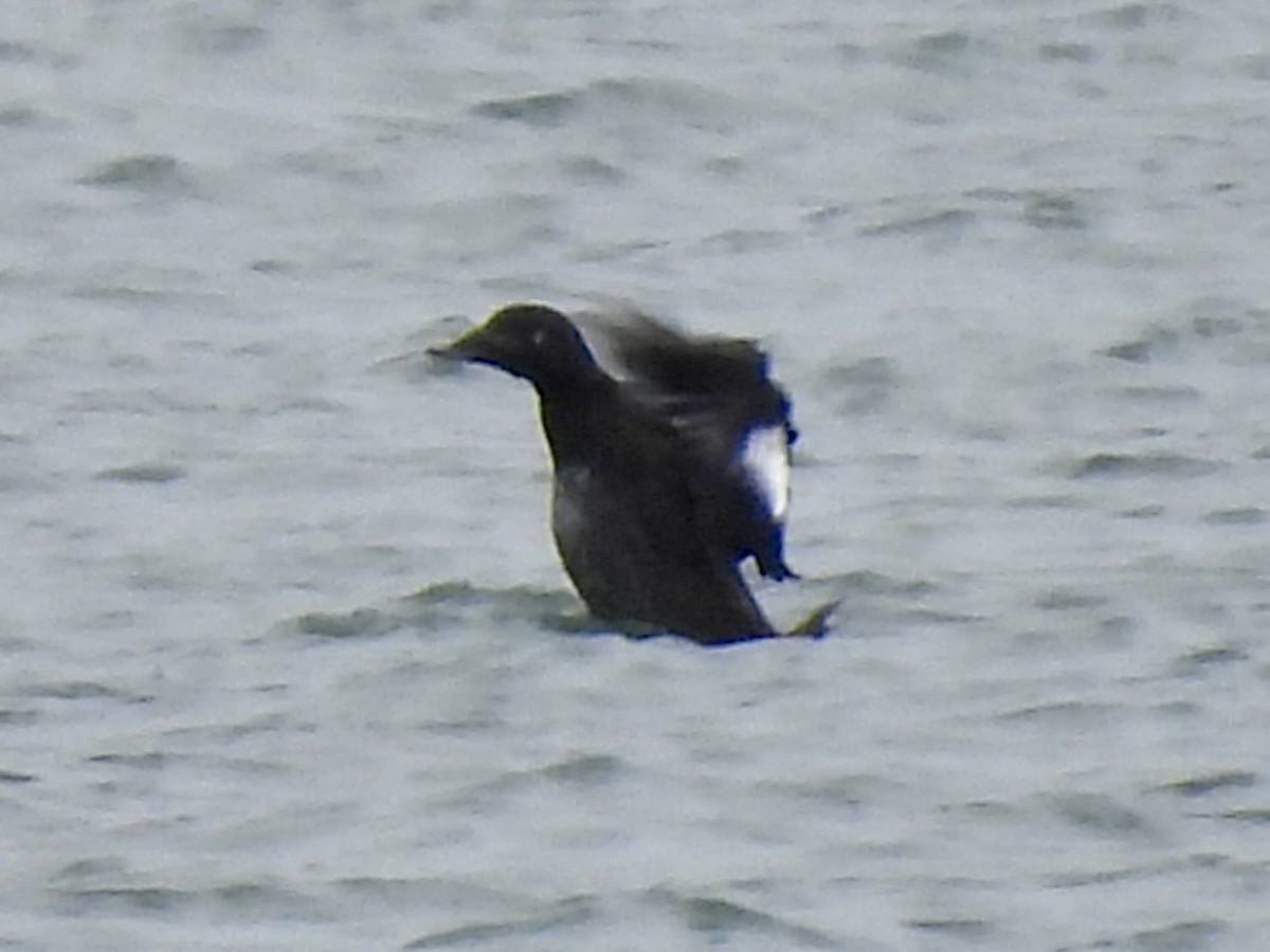 White-winged Scoter - ML642912004