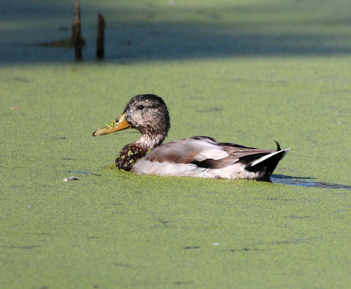 Mallard - ML642912006