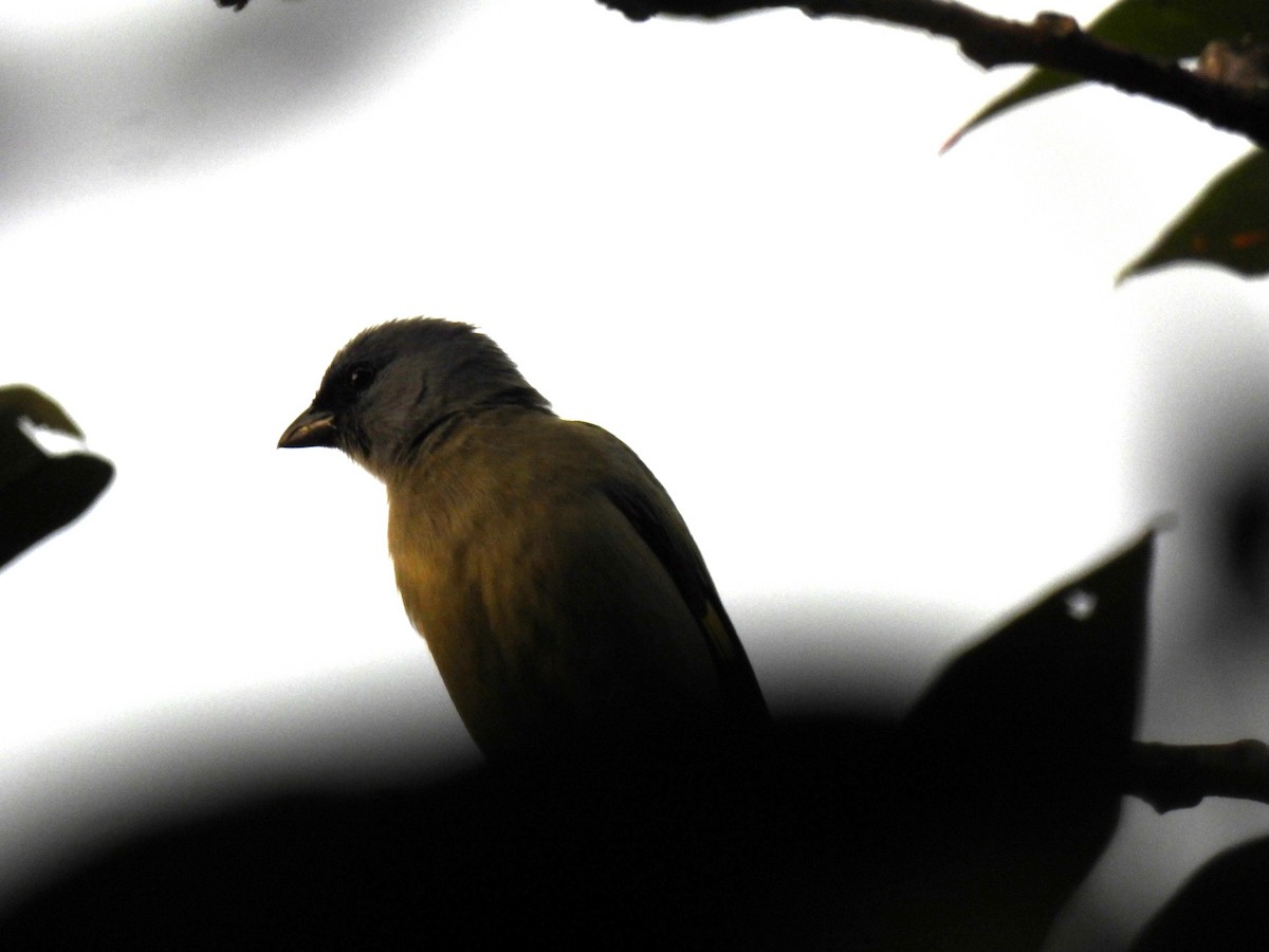 Yellow-winged Tanager - ML642912007