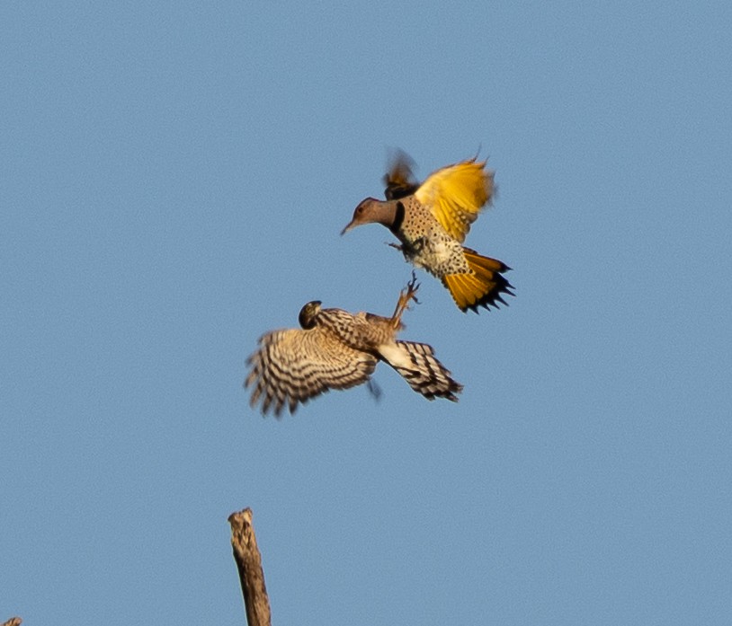 Sharp-shinned Hawk - ML642912008