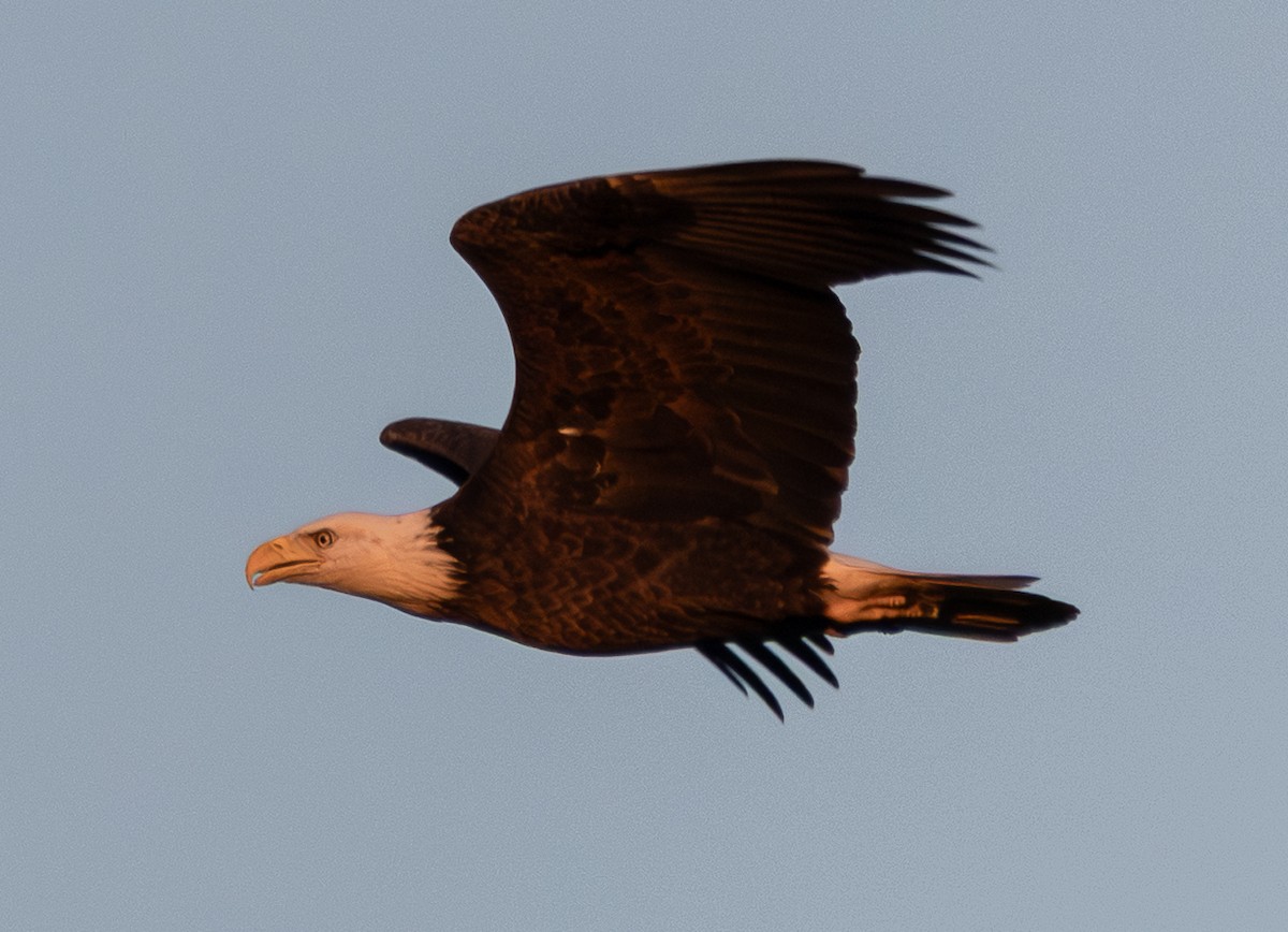 Bald Eagle - ML642912010